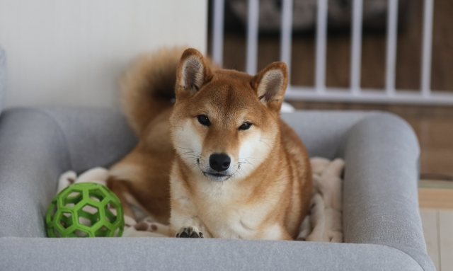 防音犬小屋 野暮ったい 防音犬ケージ 犬防音ハウス 犬防音室